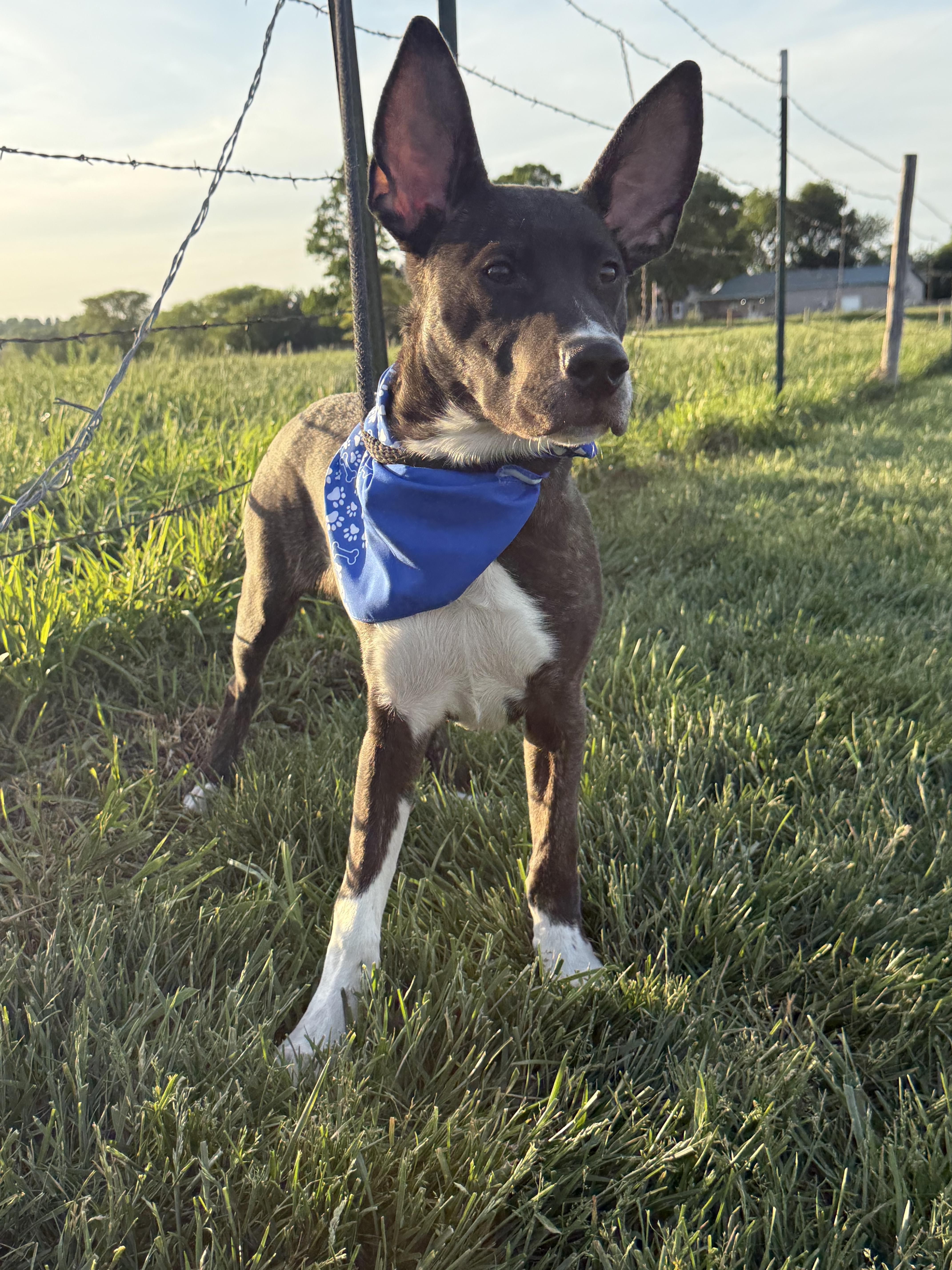 Enlarge Meeko aka Radar, a ADOPTABLE mixed breed in Hiawatha, KS image 5/6
