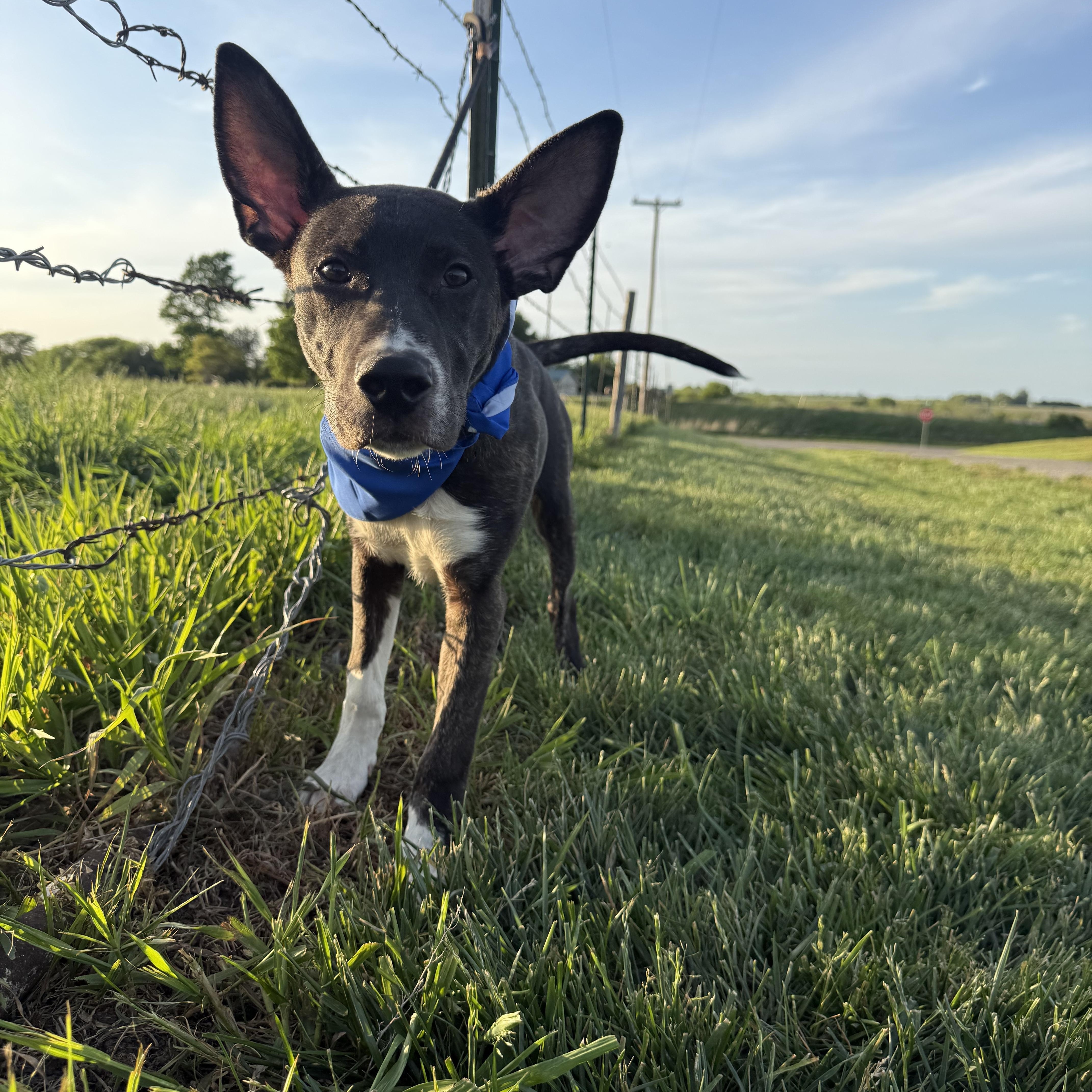 Meeko aka Radar, ADOPTABLE, Puppy Male Shepherd.
