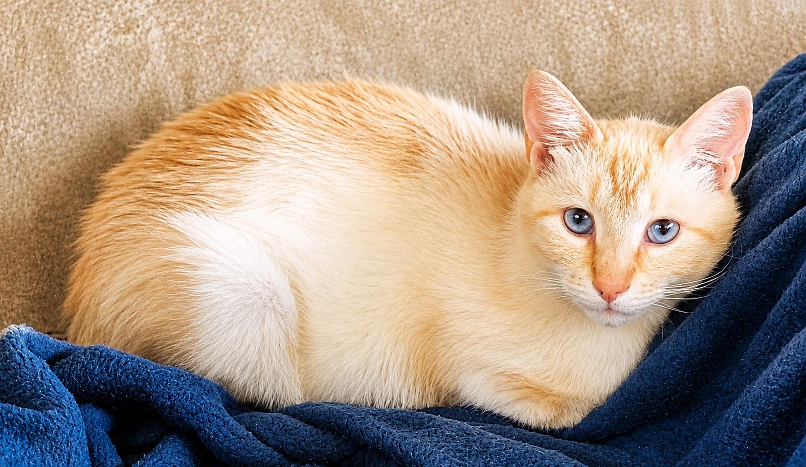 AURORA, adopted, Adult Female Siamese & American Shorthair.