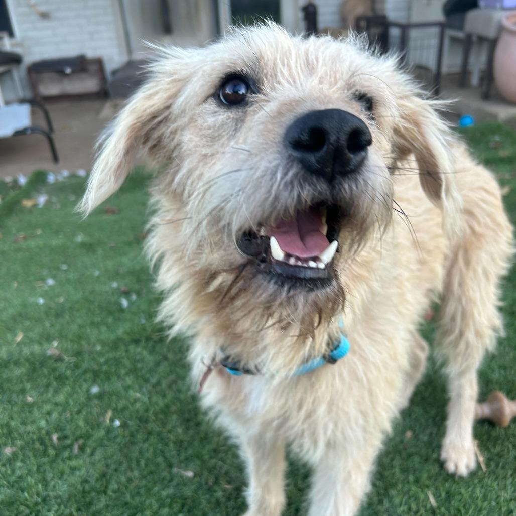 Baxter2, Adoptable, Adult Male Terrier.