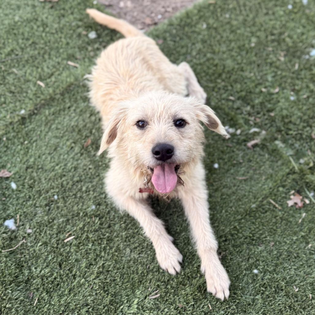 Enlarge Baxter2, a Adoptable Terrier in Dallas, TX image 2/6