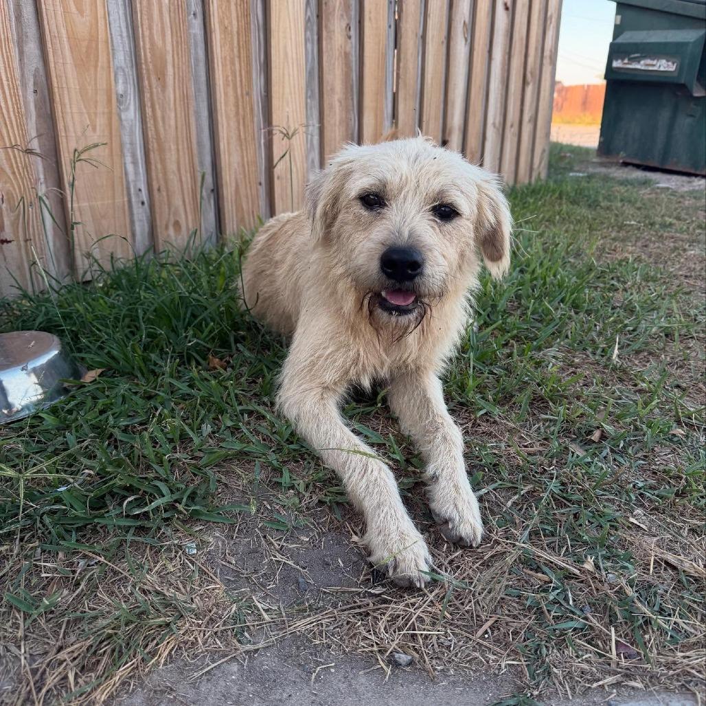 Baxter2, a Adoptable Terrier in Dallas, TX image 2/4