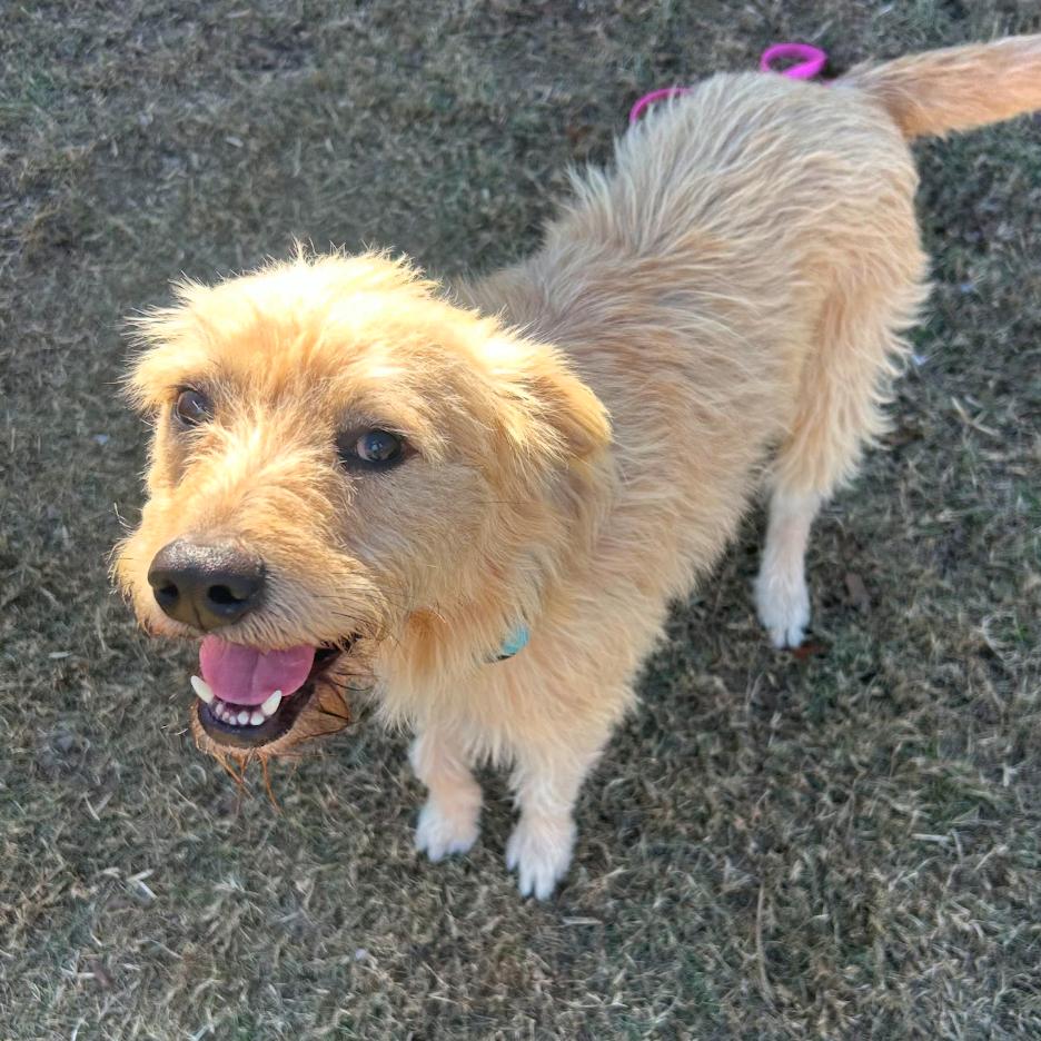 Enlarge Baxter2, a Adoptable Terrier in Dallas, TX image 3/6