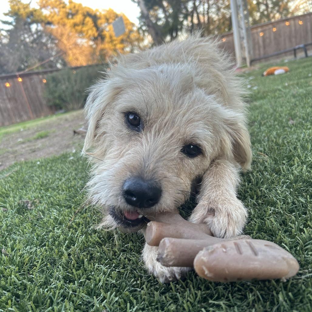 Enlarge Baxter2, a Adoptable Terrier in Dallas, TX image 4/6