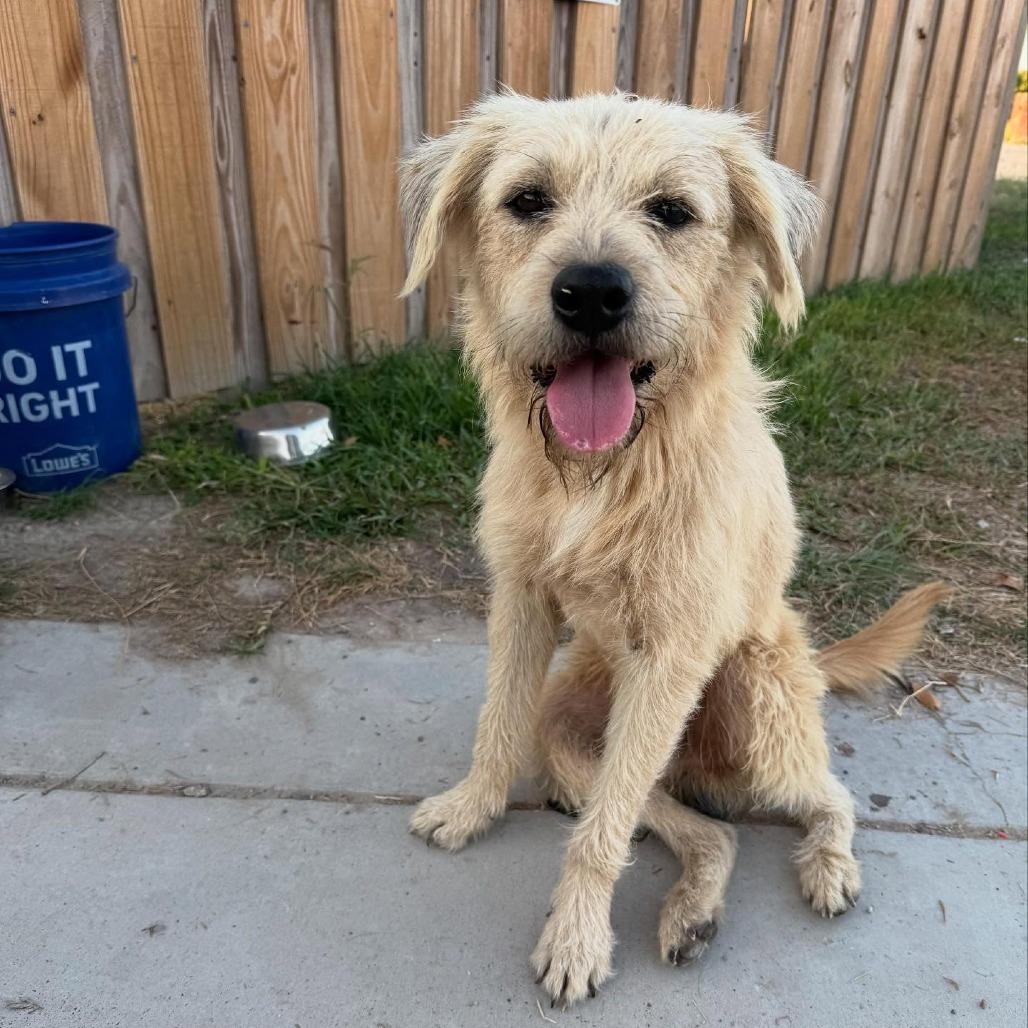 Baxter2, a Adoptable Terrier in Dallas, TX image 3/4