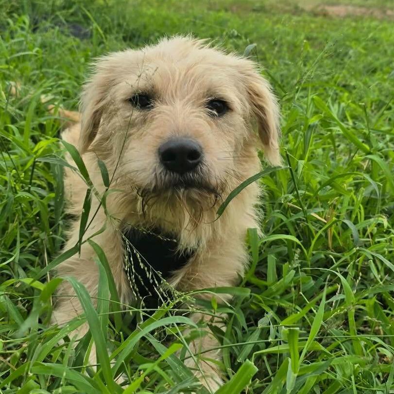 Baxter2, a Adoptable Terrier in Dallas, TX image 4/4