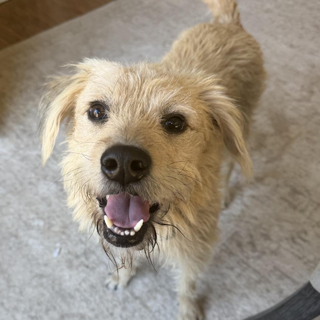 Enlarge Baxter2, a Adoptable Terrier in Dallas, TX image 5/6