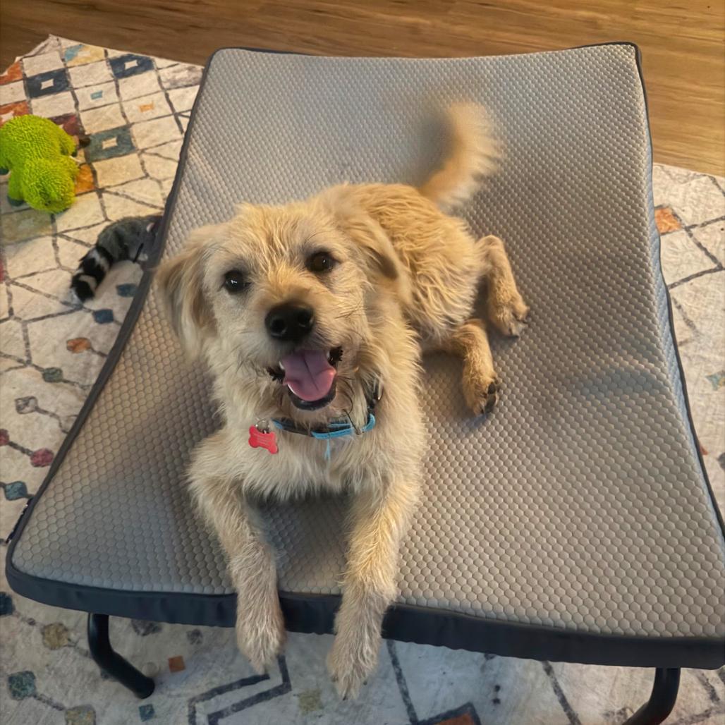 Enlarge Baxter2, a Adoptable Terrier in Dallas, TX image 6/6