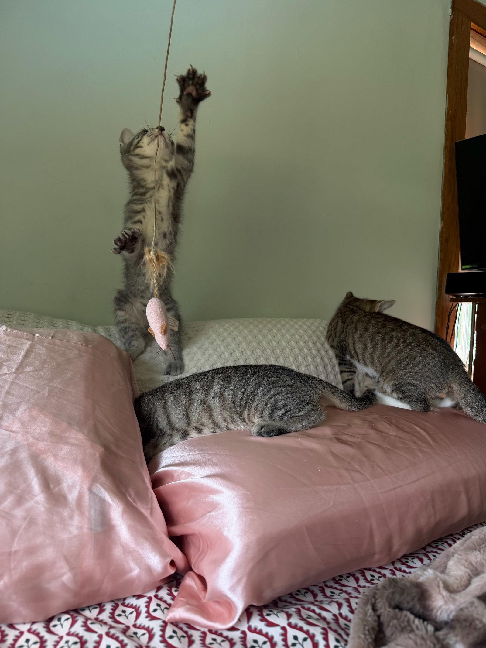 Tigress Kitten, a Adoptable Domestic Short Hair in Mukwonago, WI image 1/3