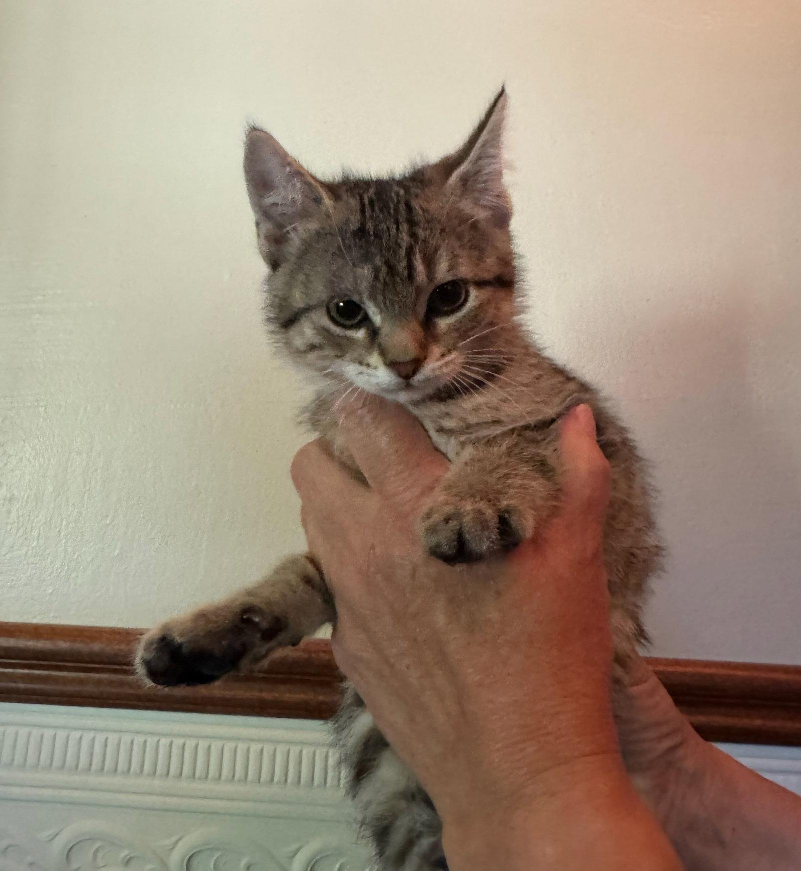 Tigress Kitten, Adoptable, Kitten Female Domestic Short Hair.