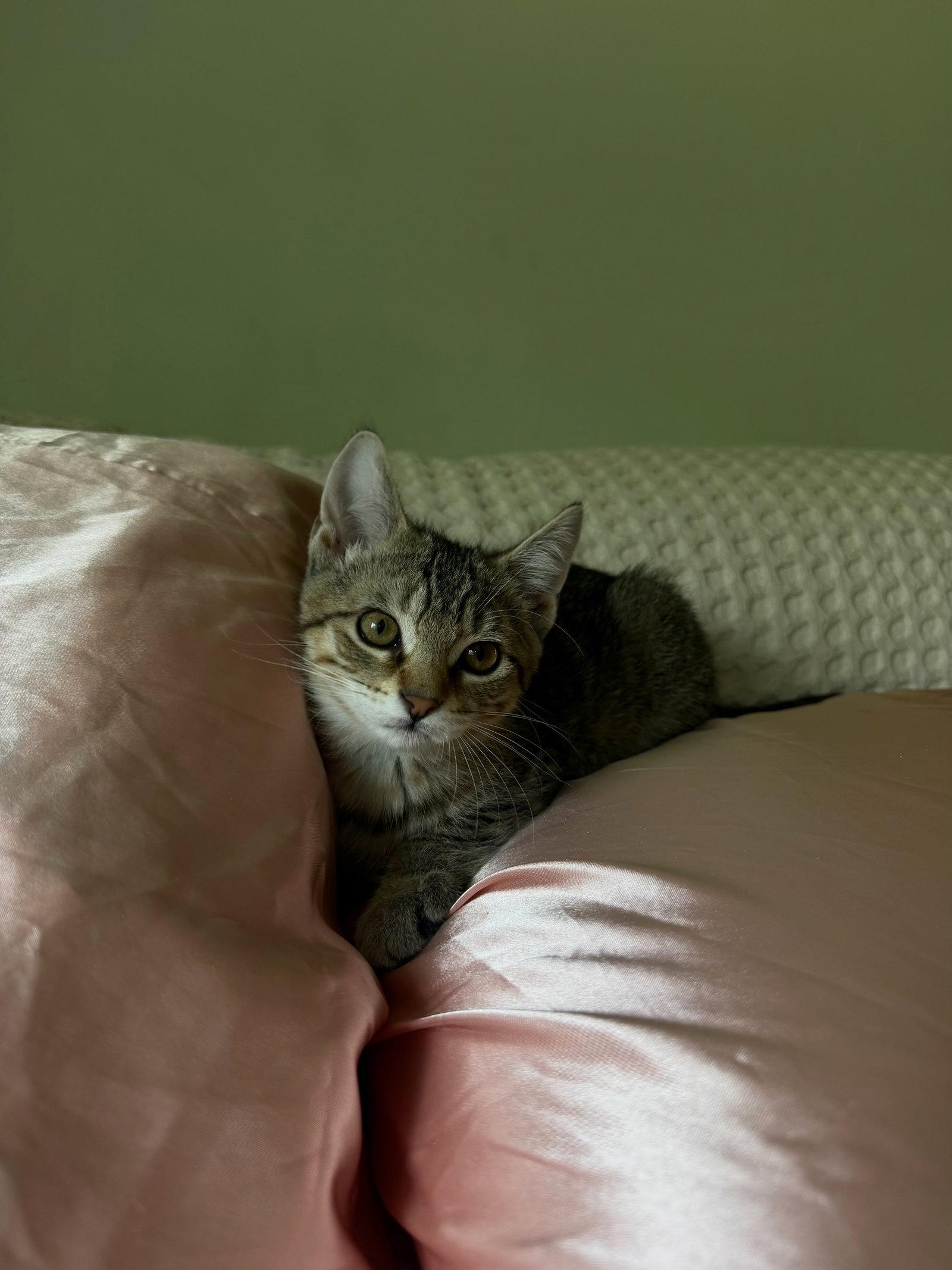 Tigress Kitten, a Adoptable Domestic Short Hair in Mukwonago, WI image 3/3