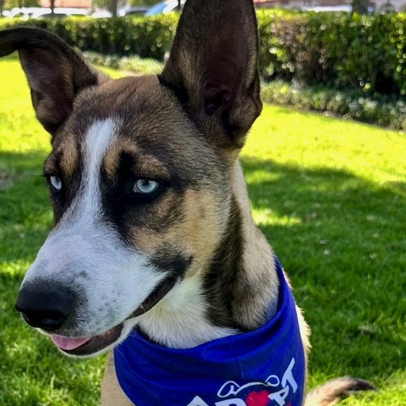 Enlarge Milo, a Adoptable Husky in San Juan Capistrano, CA image 2/2