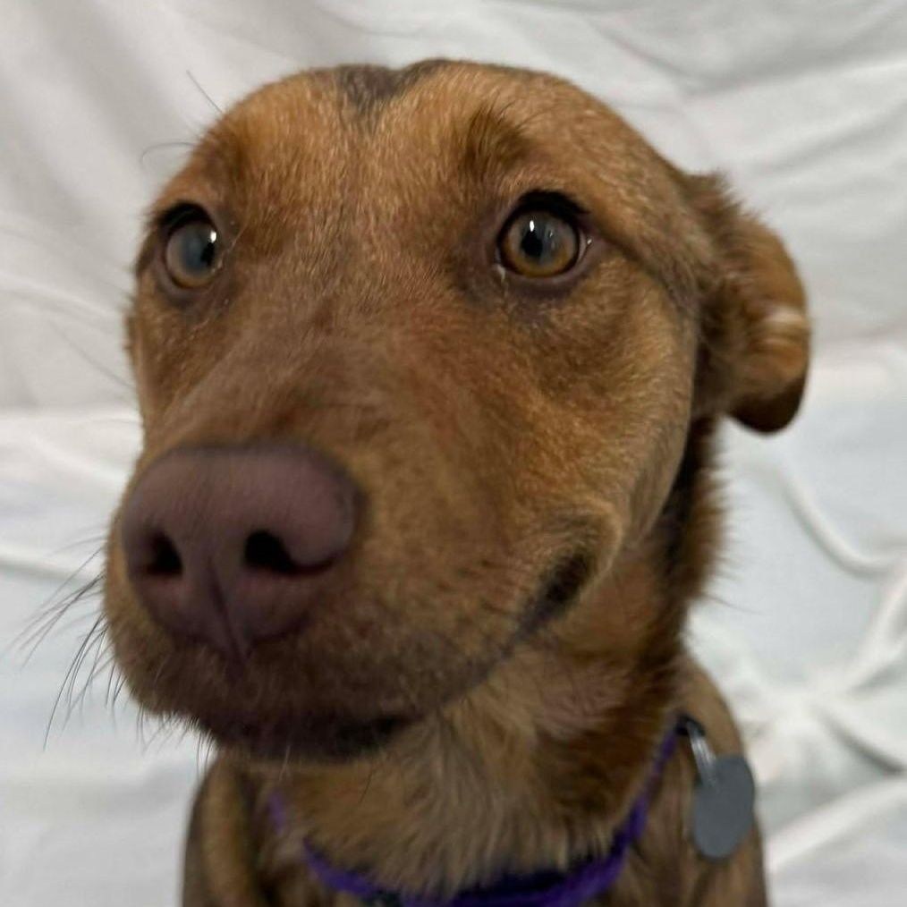 McCrispy, an adopted mixed breed in Springfield, VT image 1/4