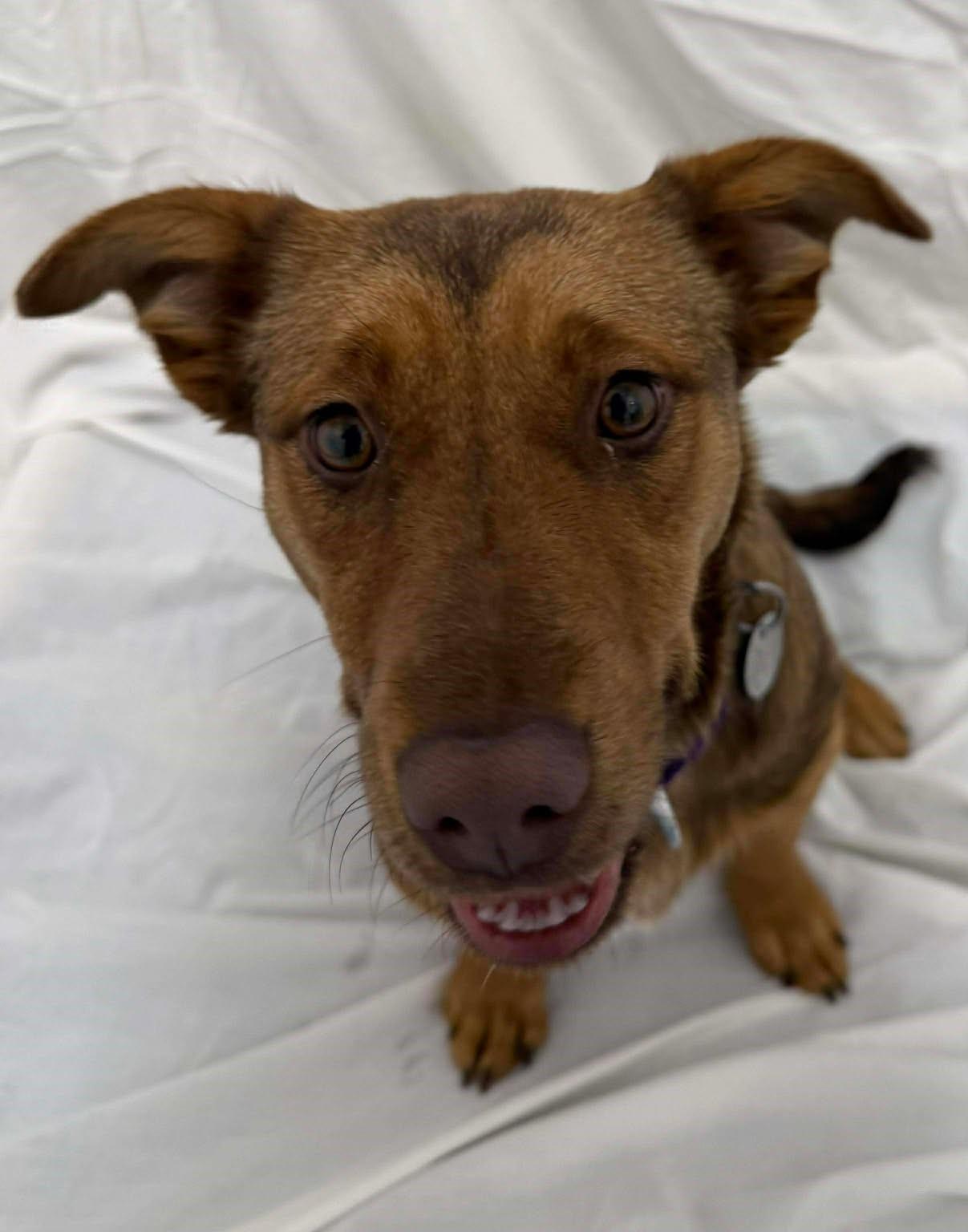 McCrispy, an adopted mixed breed in Springfield, VT image 4/4