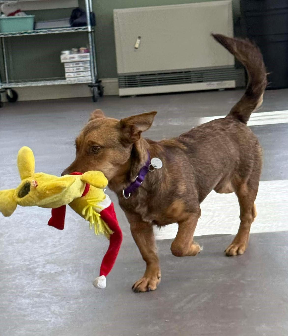 McCrispy, an adopted mixed breed in Springfield, VT image 3/4