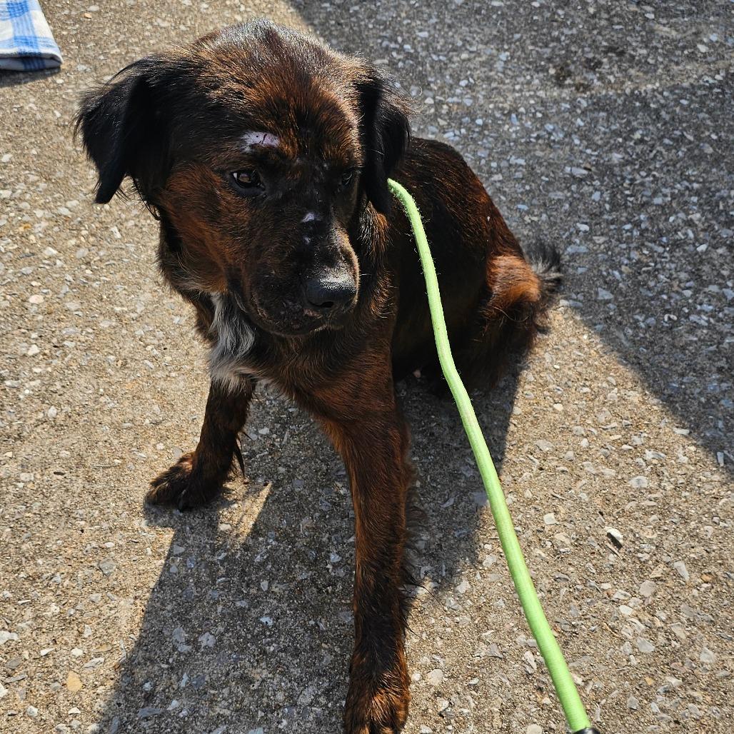 Gypsy, Adoptable, Adult Female Australian Shepherd & Mixed Breed.