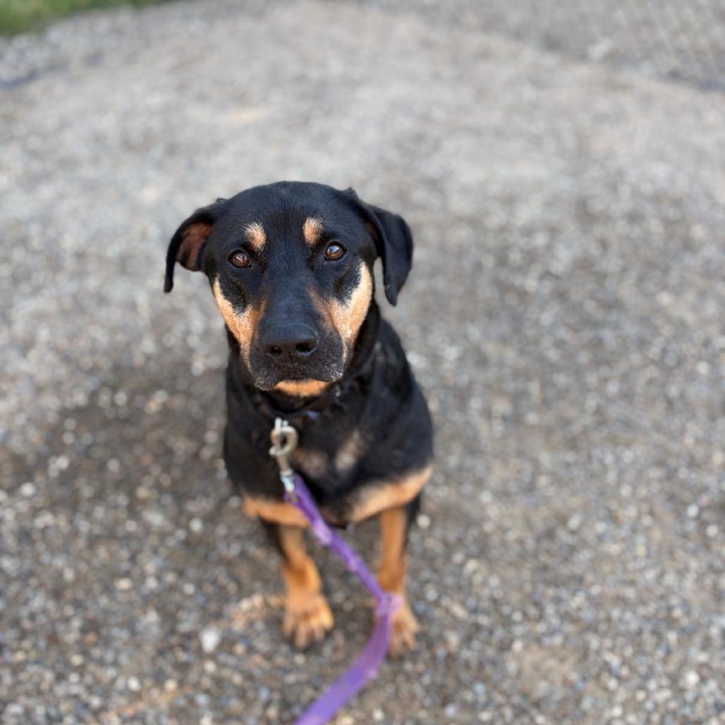 Dolly, Adoptable, Adult Female Rottweiler & Coonhound.