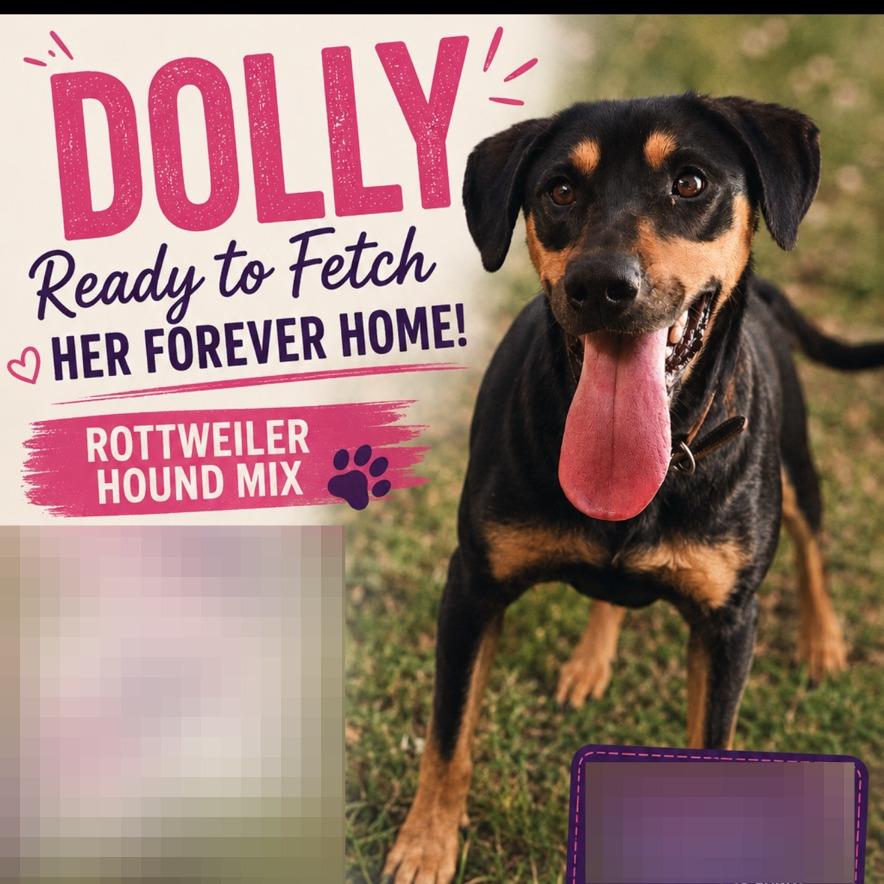 Dolly, a Adoptable mixed breed in Columbia Station, OH image 2/6