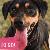 Dolly, a Adoptable mixed breed in Columbia Station, OH image 4/6