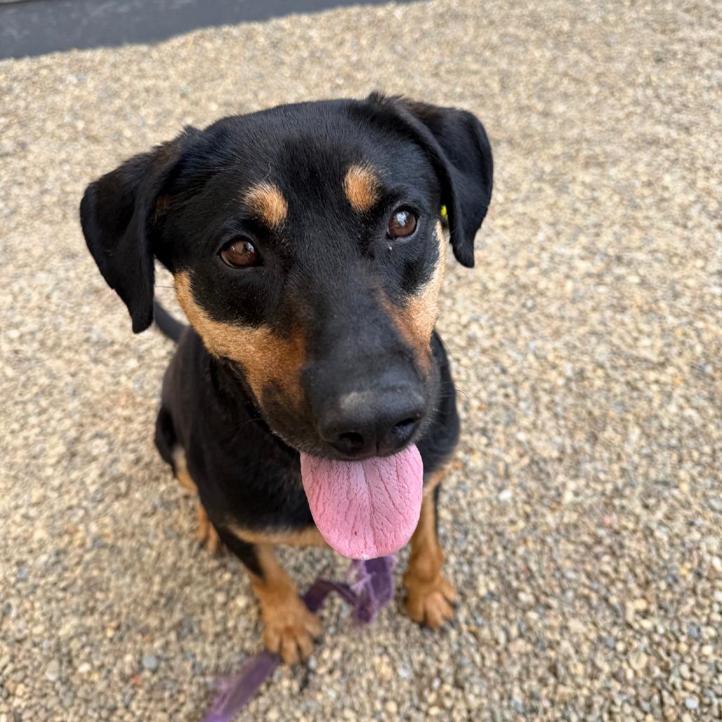 Dolly, a Adoptable mixed breed in Columbia Station, OH image 5/6