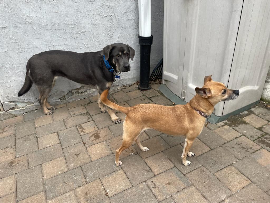 Enlarge Beautiful Sage, a ADOPTABLE mixed breed in Blue Bell, PA image 4/6