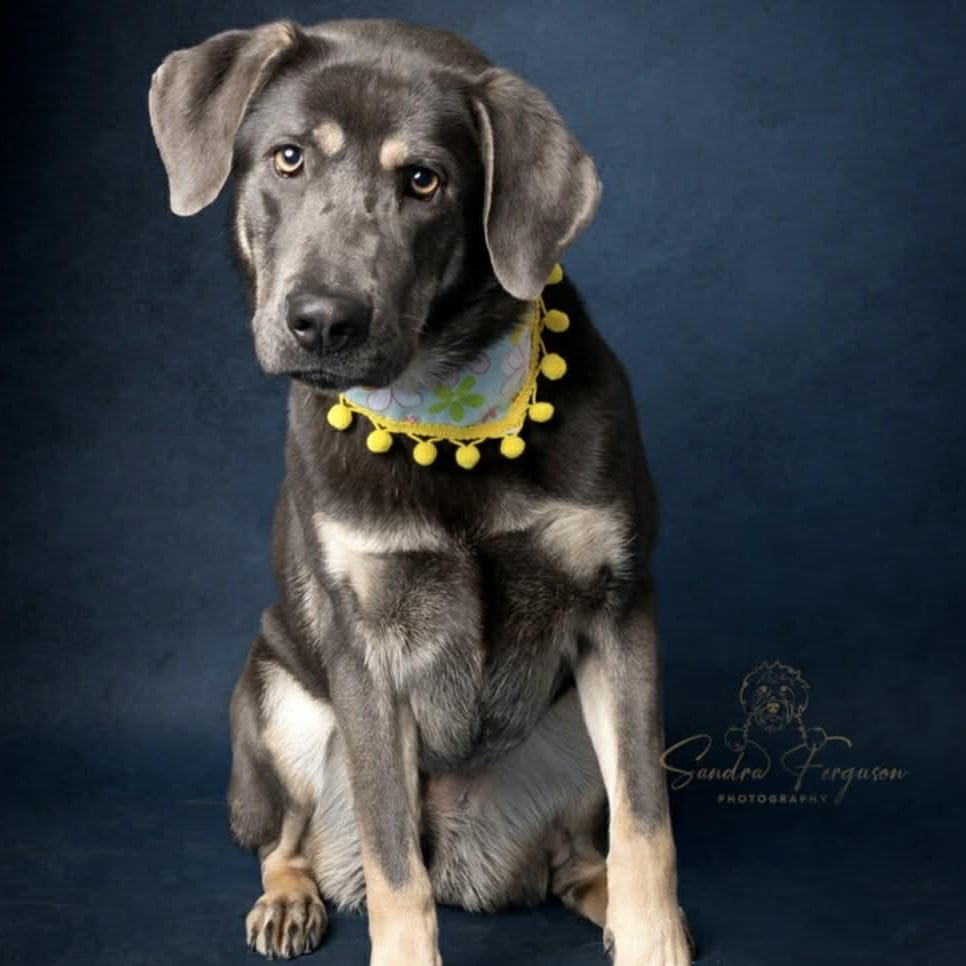 Enlarge Beautiful Sage, a ADOPTABLE mixed breed in Blue Bell, PA image 2/6