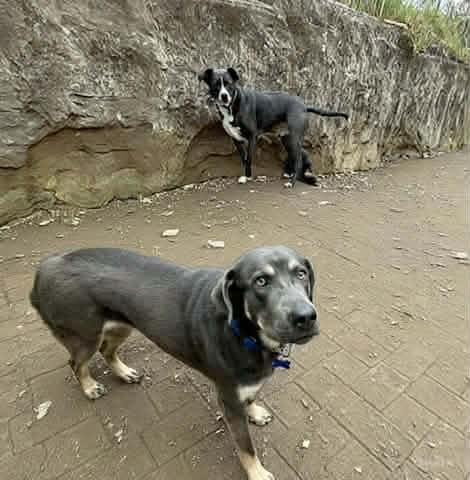 Enlarge Beautiful Sage, a ADOPTABLE mixed breed in Blue Bell, PA image 6/6