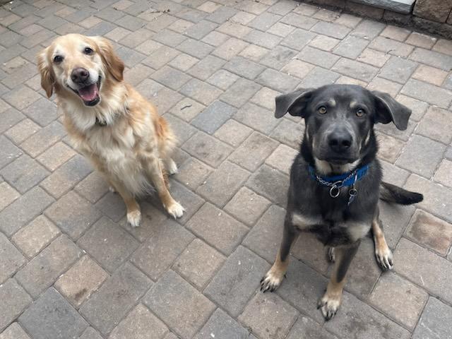 Enlarge Beautiful Sage, a ADOPTABLE mixed breed in Blue Bell, PA image 3/6