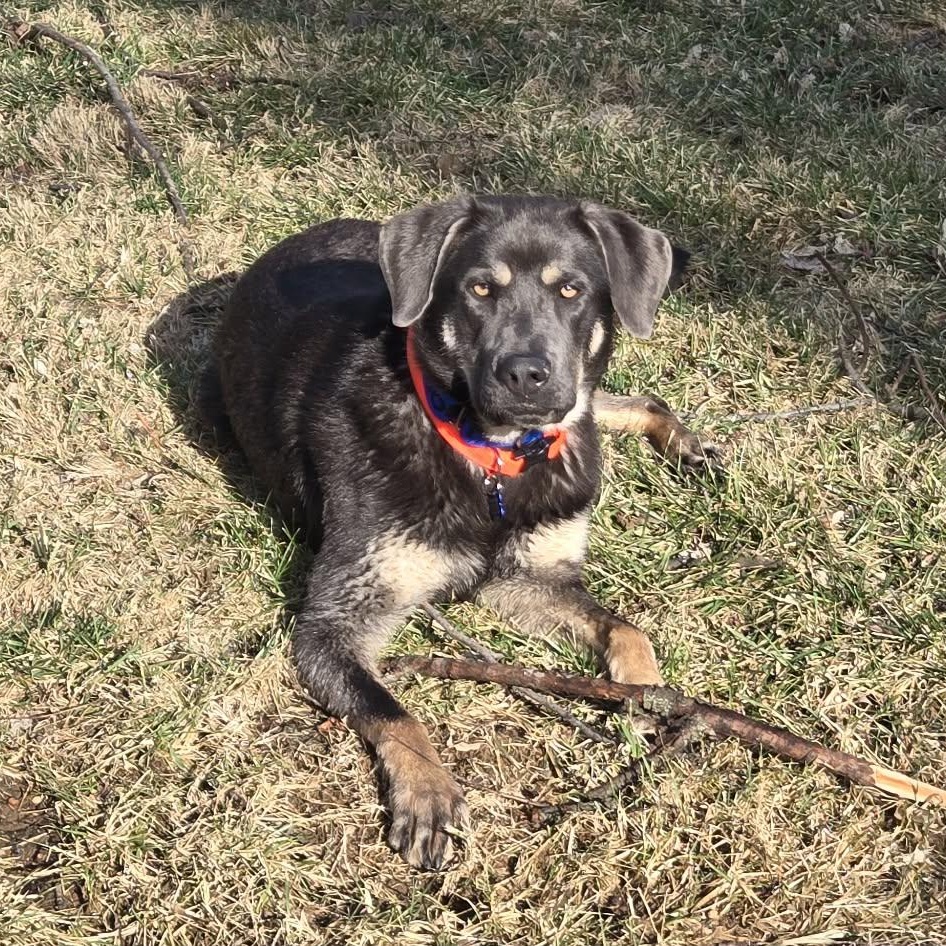 Enlarge Beautiful Sage, a ADOPTABLE mixed breed in Blue Bell, PA image 5/6