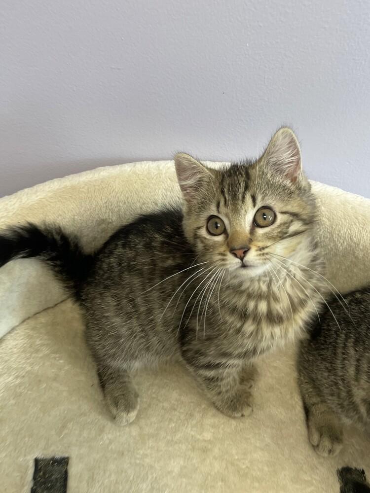Nemo, a Adoptable Domestic Short Hair in Trenton, ME image 1/4