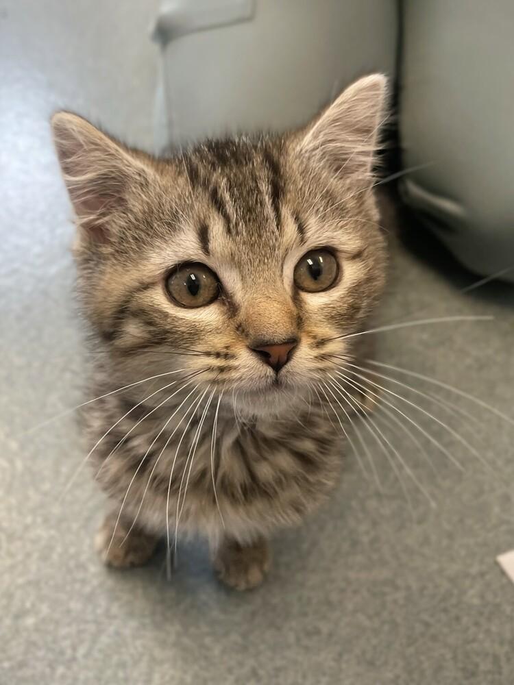 Nemo, a Adoptable Domestic Short Hair in Trenton, ME image 2/4
