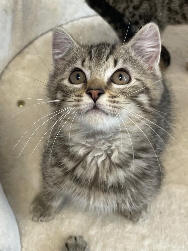 Nemo, a Adoptable Domestic Short Hair in Trenton, ME image 3/4
