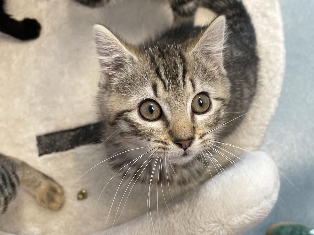 Nemo, a Adoptable Domestic Short Hair in Trenton, ME image 4/4