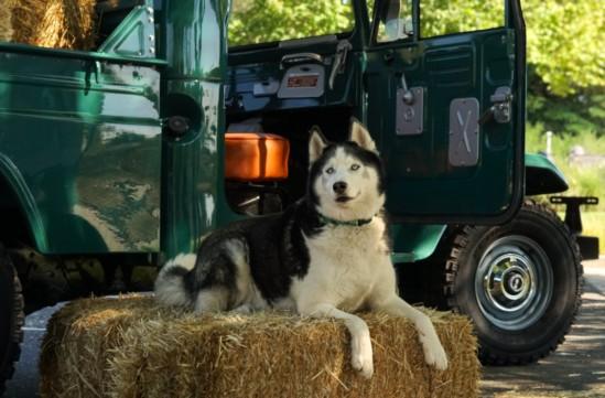 BART, Adoptable, Adult Male Husky.