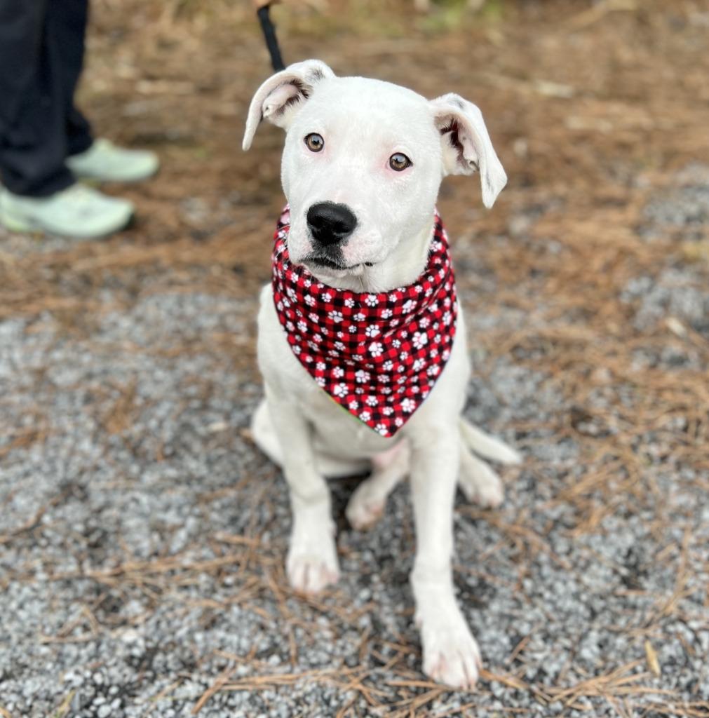Pongo, Adoptable, Puppy Male Mixed Breed.