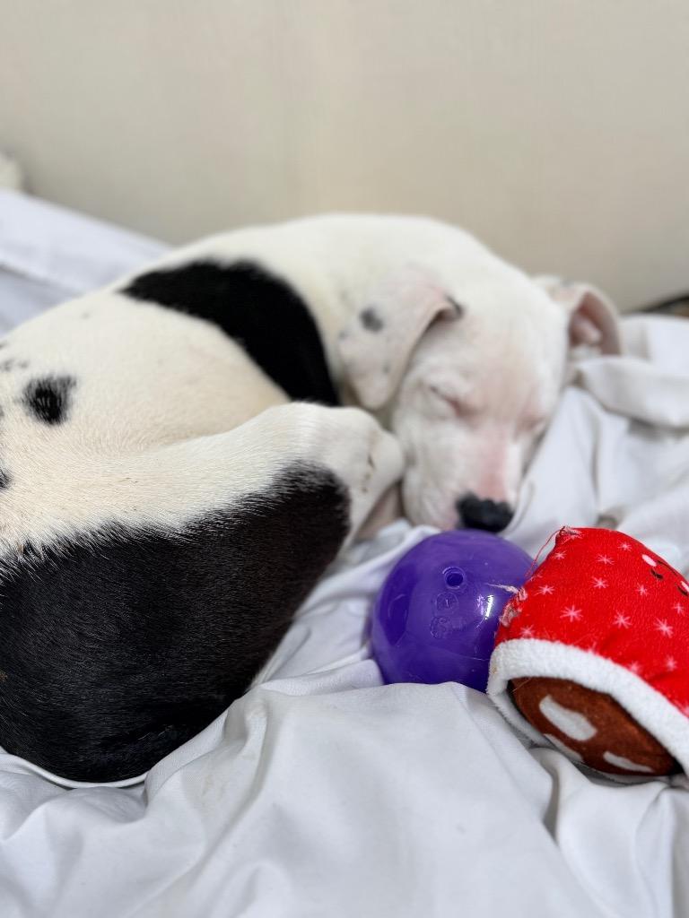 Enlarge Pongo, a Adoptable mixed breed in Ellijay, GA image 2/6