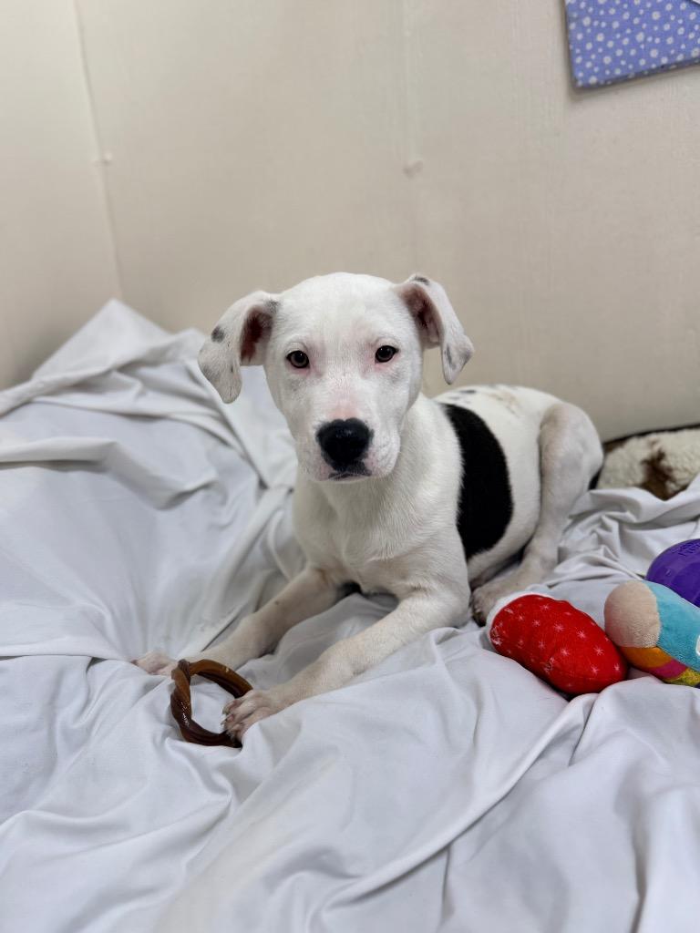 Enlarge Pongo, a Adoptable mixed breed in Ellijay, GA image 3/6