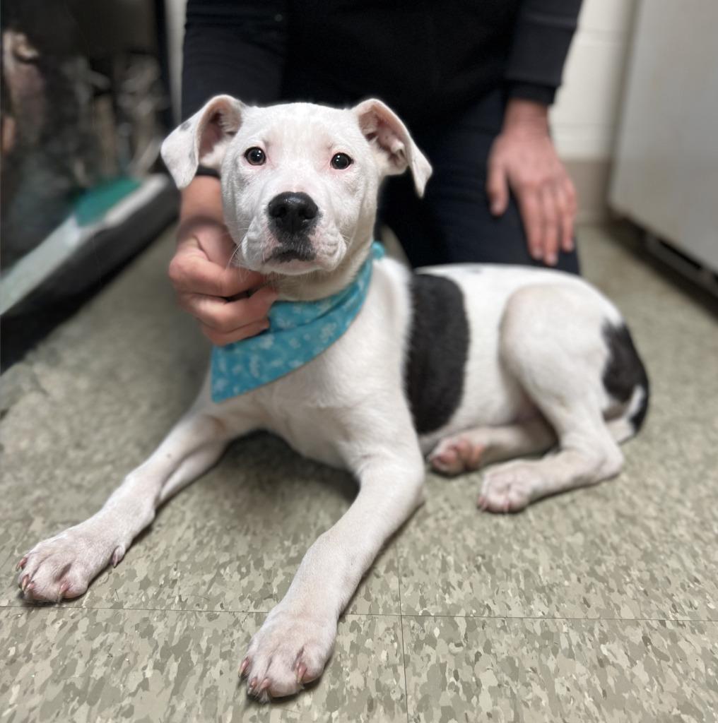 Enlarge Pongo, a Adoptable mixed breed in Ellijay, GA image 5/6