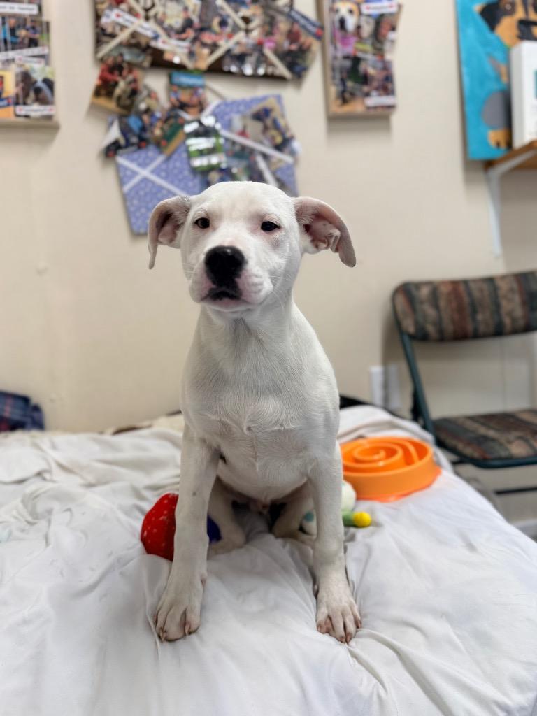 Enlarge Pongo, a Adoptable mixed breed in Ellijay, GA image 6/6