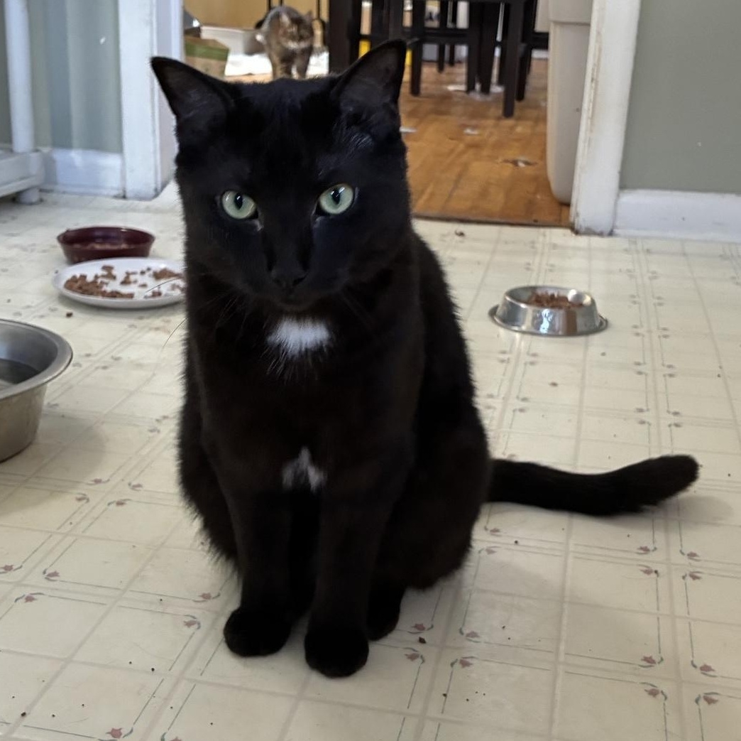 Salsa, Adoptable, Adult Male Domestic Short Hair.