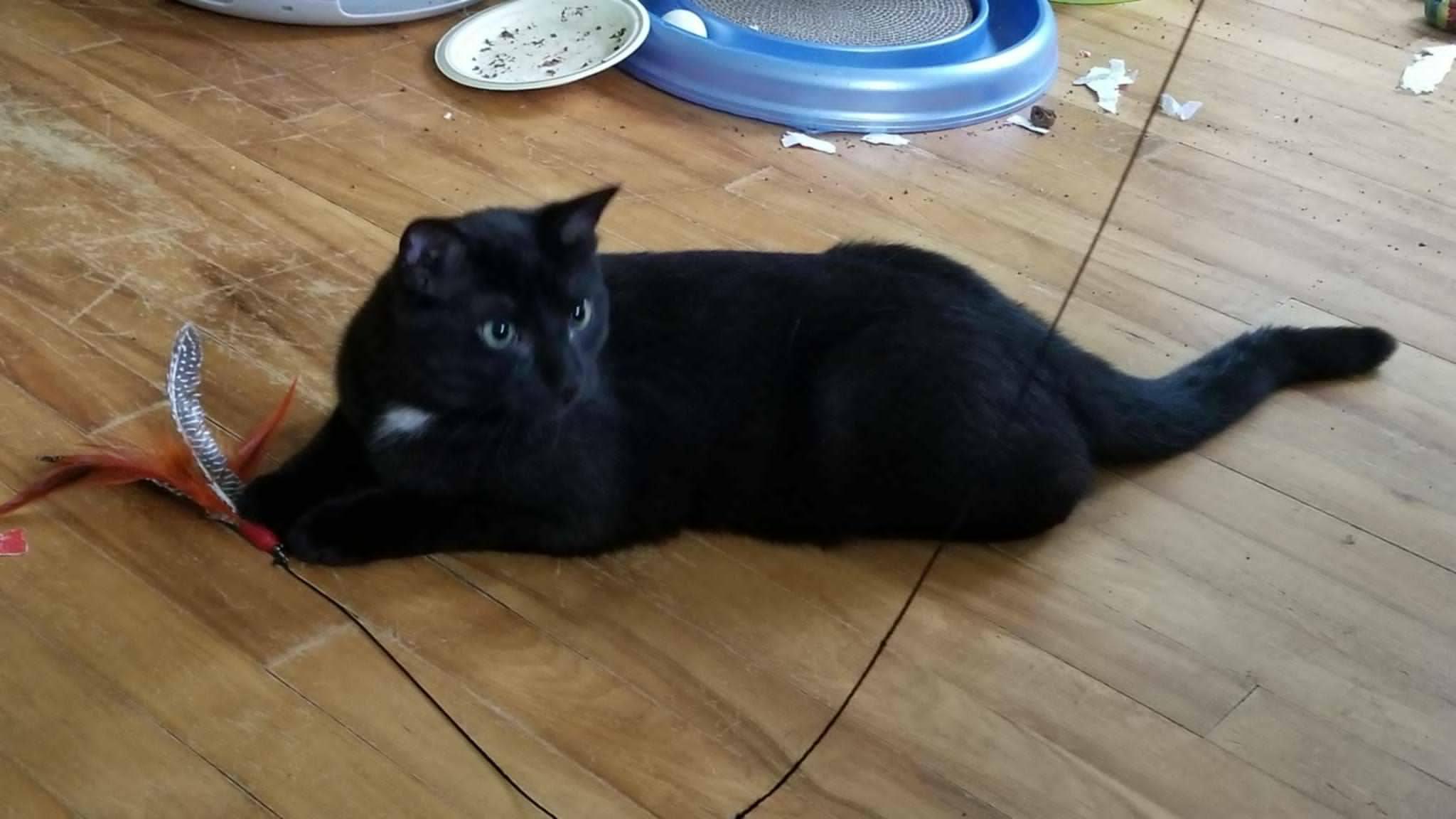 Salsa, an adoptable Domestic Short Hair in Ottawa, ON, K2H 7A3 | Photo Image 2