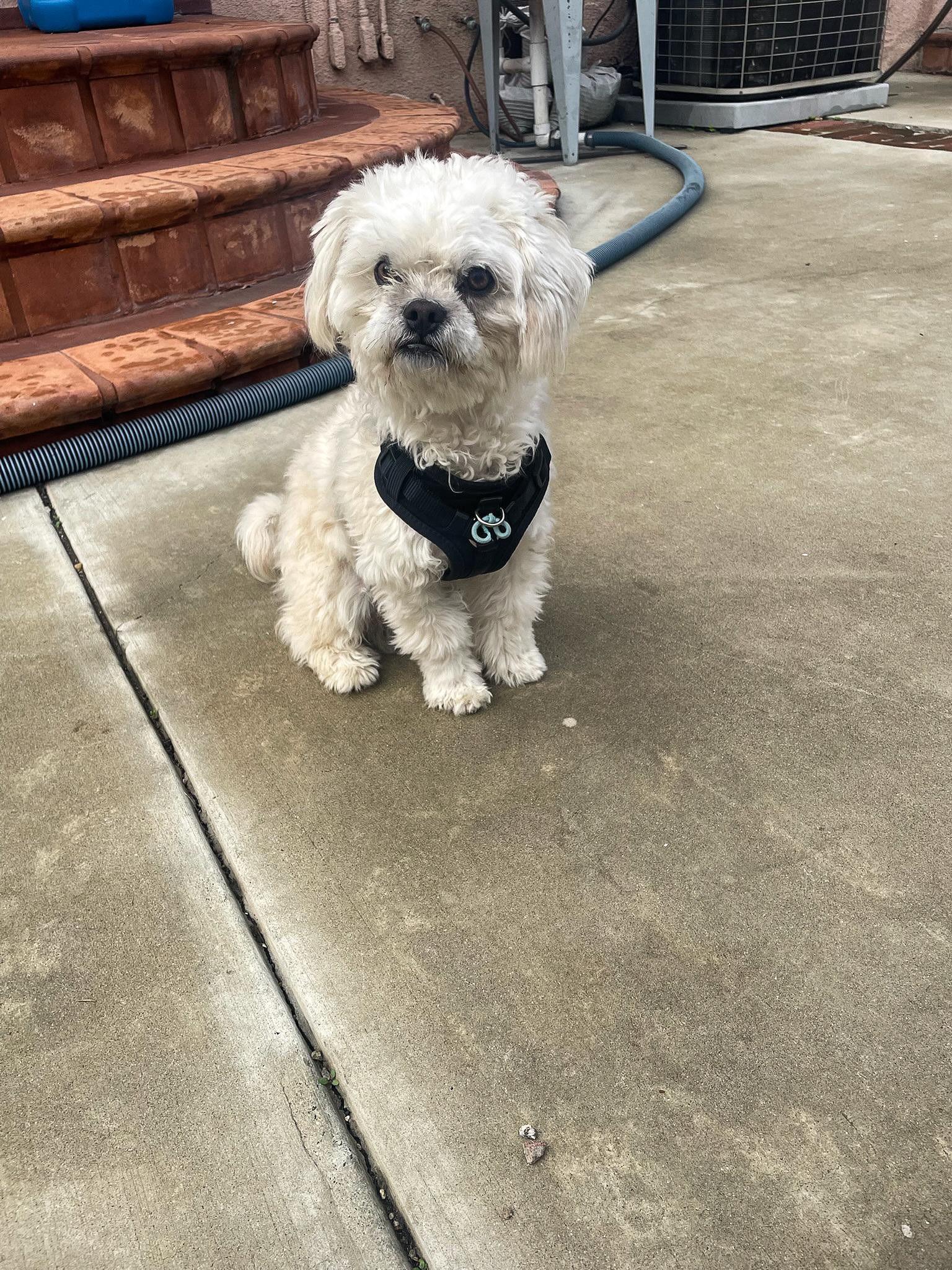 Biscuit , a ADOPTABLE Maltipoo in Los Angeles , CA image 3/6