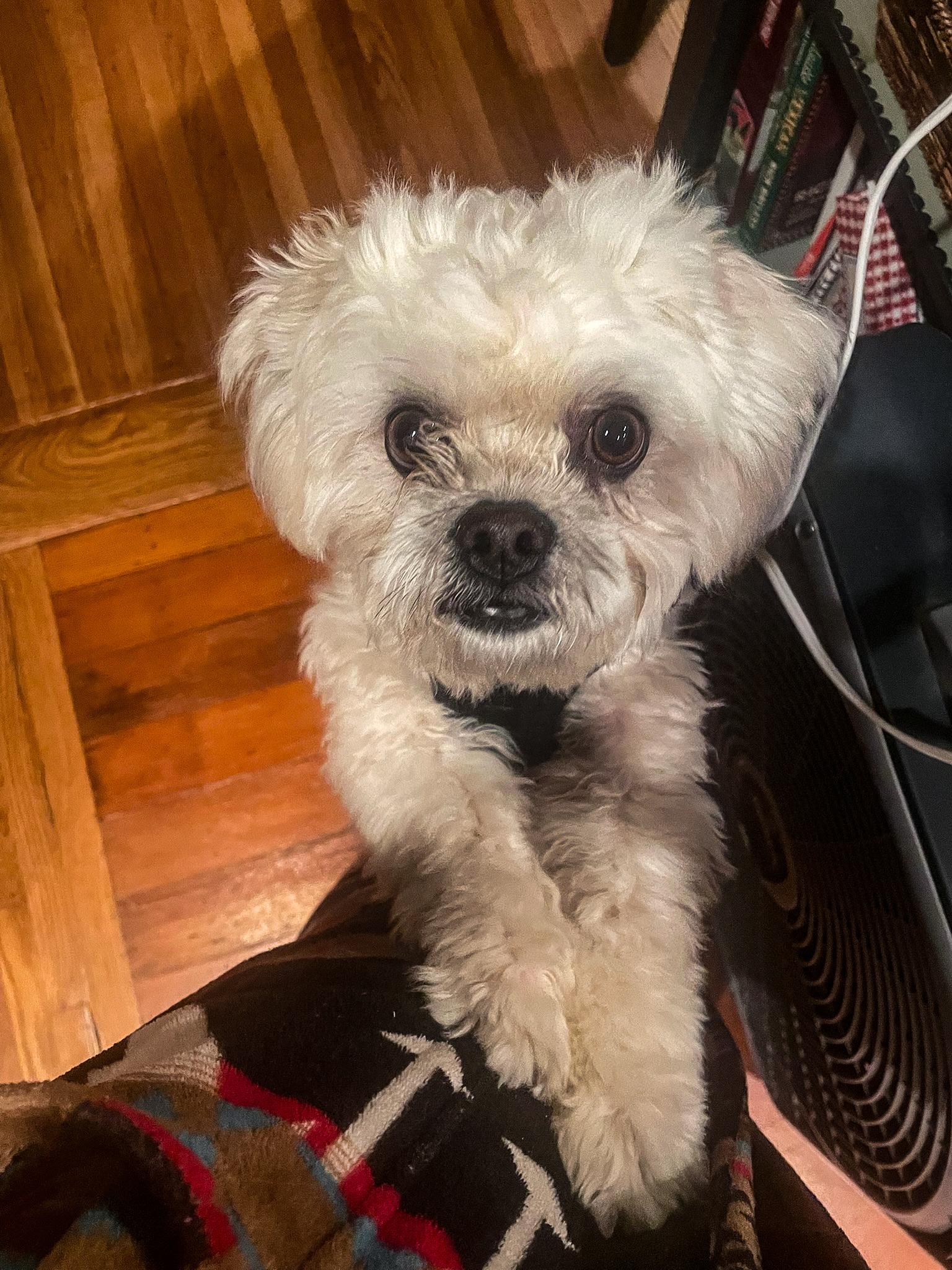 Biscuit , a ADOPTABLE Maltipoo in Los Angeles , CA image 5/6