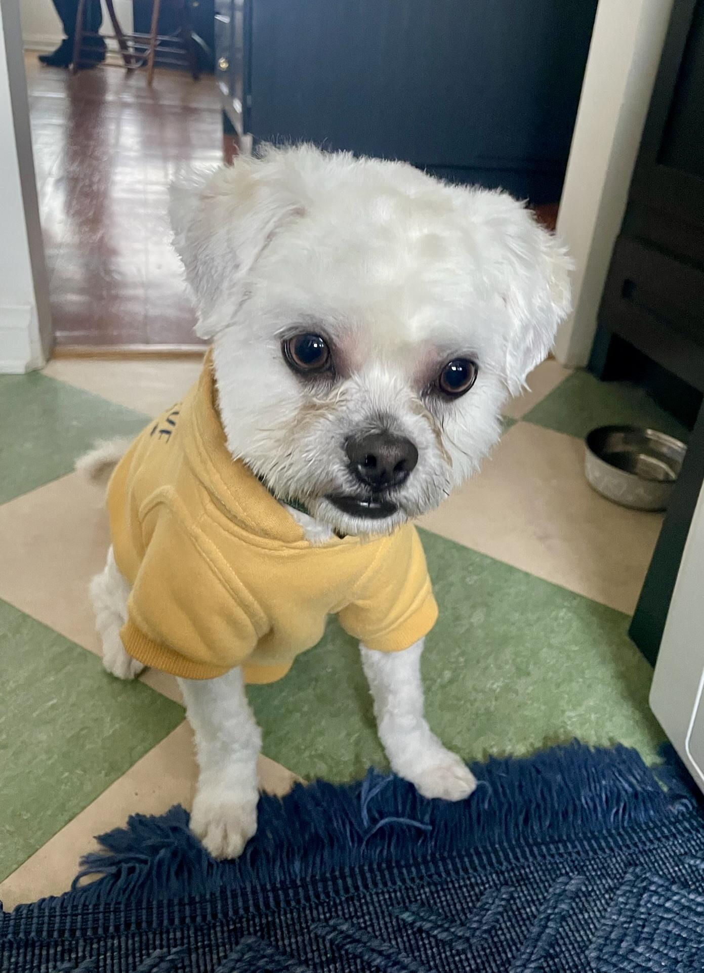Biscuit , ADOPTABLE, Young Male Maltipoo.