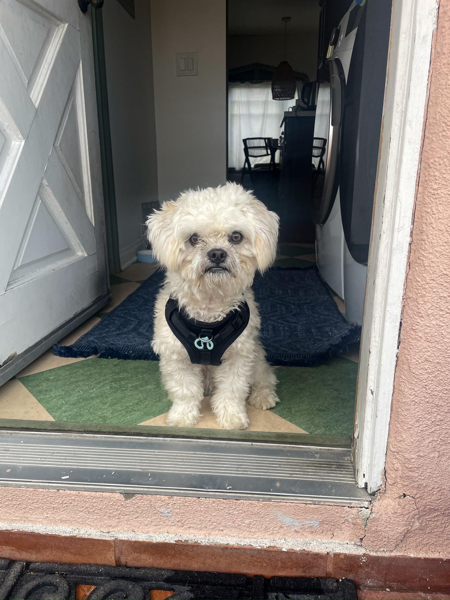Biscuit , a ADOPTABLE Maltipoo in Los Angeles , CA image 4/6