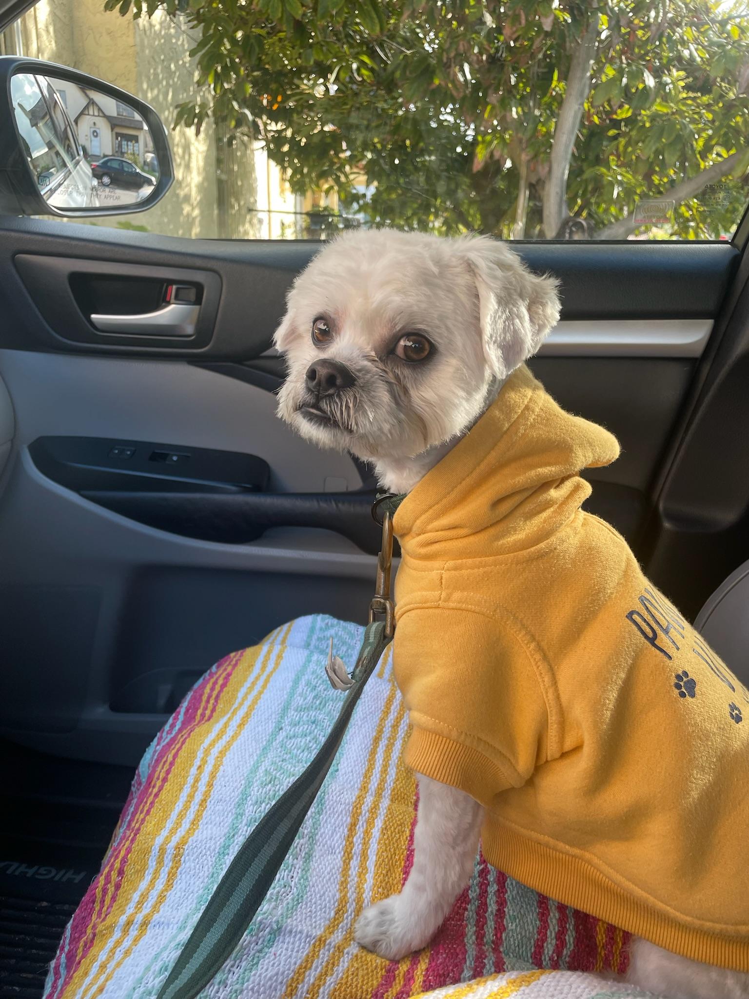 Biscuit , a ADOPTABLE Maltipoo in Los Angeles , CA image 6/6