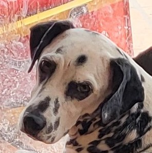 Lady, Young Female Dalmatian