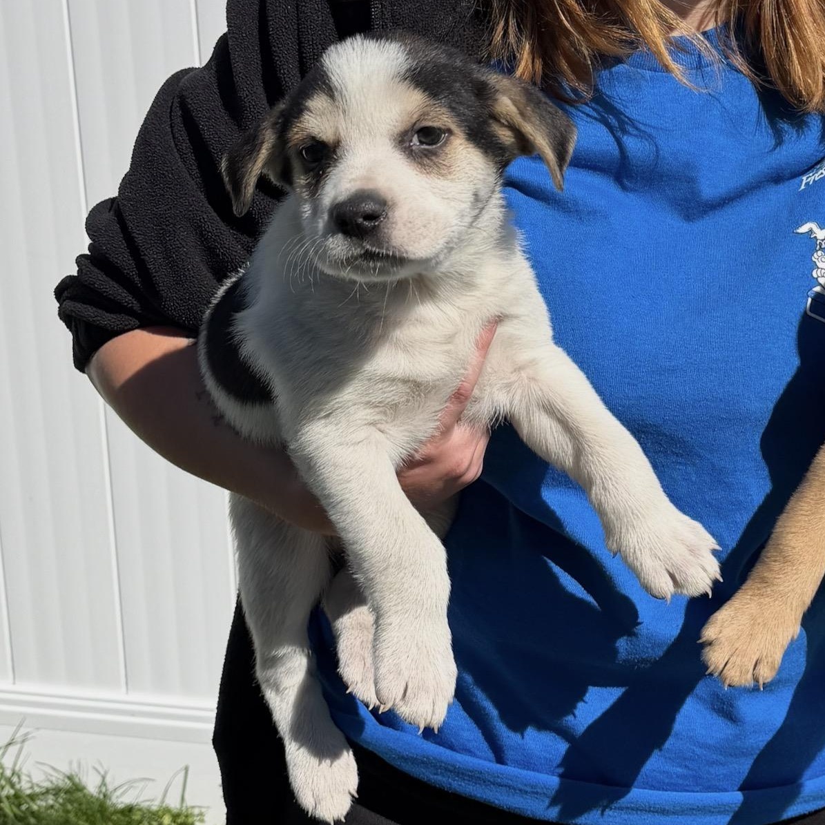 Enlarge Daisy, a ADOPTABLE mixed breed in Boston, MA image 3/4