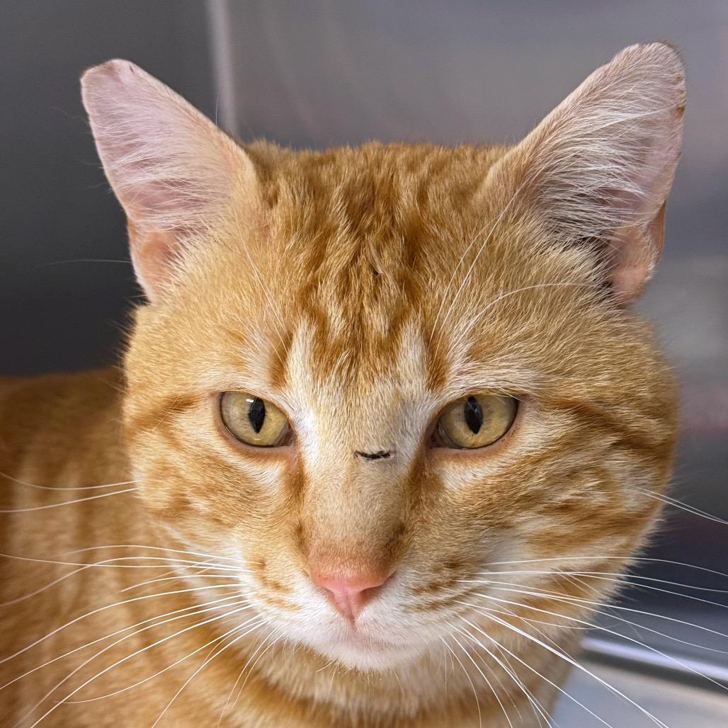 Chedda Cheese, Adoptable, Adult Male Domestic Short Hair.