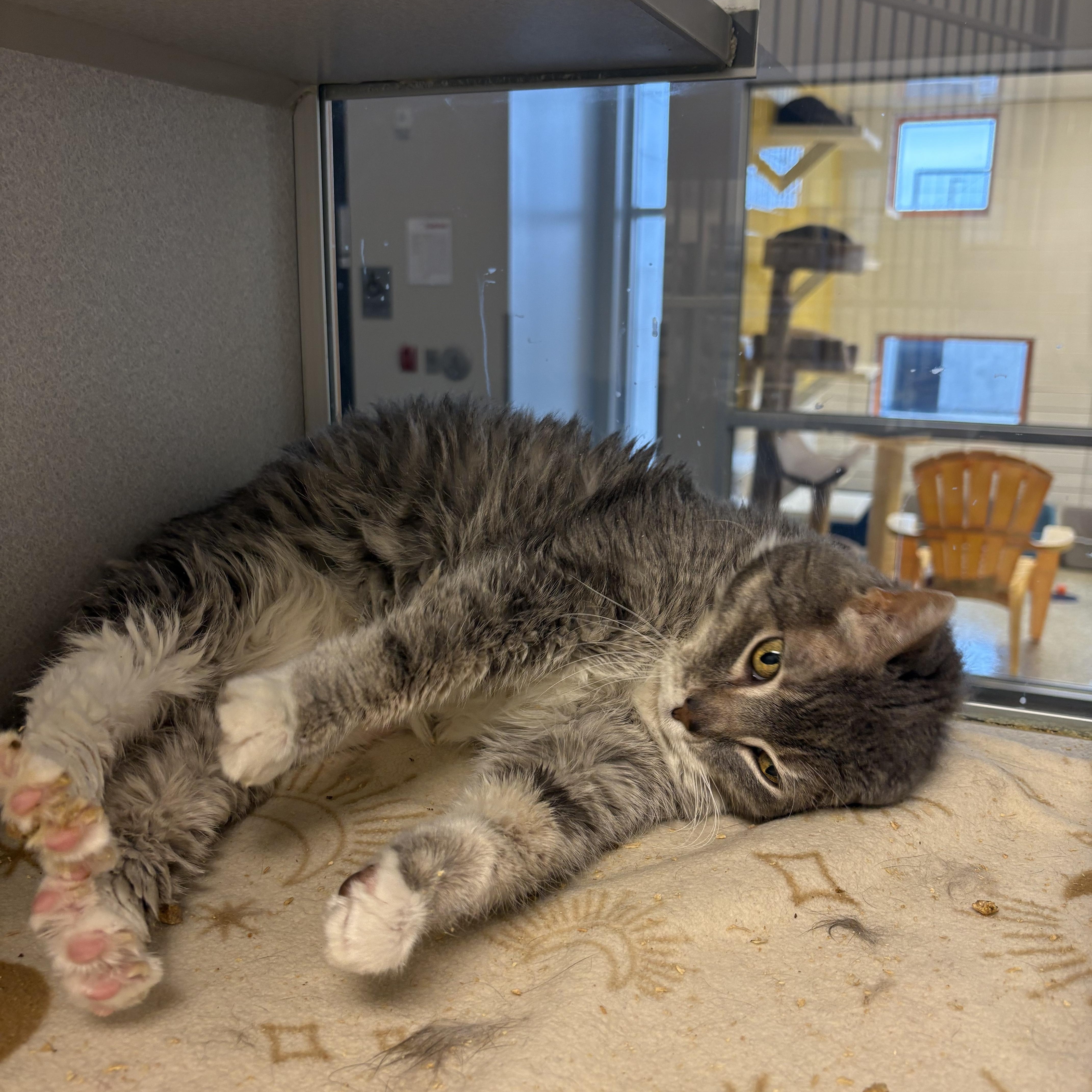 Hazel, a other mixed breed in Cedar Rapids, IA image 2/2